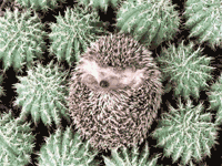 Klikni za originalnu velicinu