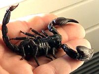 asian-hissing-scorpion