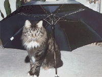 Pod ki�om gluposti