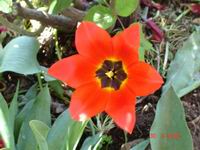 tulipan crveni