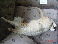 Evoga, debele lijen�ine, kad je bio mla�i.