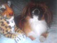 Puchi se voli slikati.....