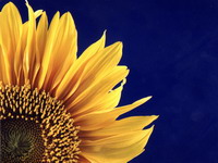 Tramticice tramticice lijepi moj cvjetee... HA - SAA!