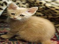 slika jedne macetine tugaljive