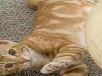 slika jedne mace slatke