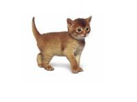 slika mace zbunjene slatke