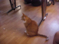 slika mace zbunjene whiskasice