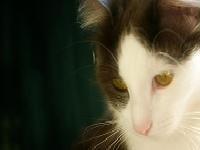 slika mace kako mislucka