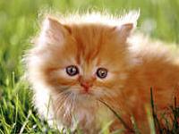 slika kako maca travura