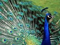 slika jedne ptice bahate