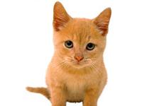 slika mace hrabre blizu