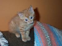 slika kako maca krevetujerira