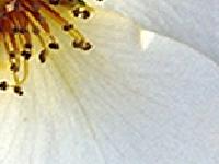 slika cvata u kadrovinjetinininini