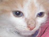 slika mace zumzirane crvenkastinjinikekekeke