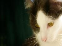 slika usamljenog milog mickacicijarijunanananana