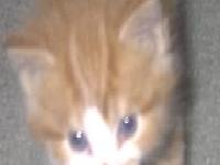 slika mice kako fotkiralijejejeje