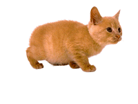 slika mace kako prikuljanijejejeje