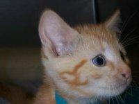 slika mace brkate micicicicicic