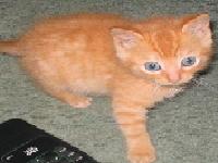 slika mace pored daljincacacaca