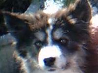 to je ta nevina faca