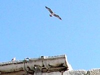 Naj galebek slobodno leti