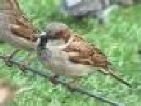 Lete�a sme�a loptica (vrap�i�a sam na�ao pomo�u Googla) posu�en