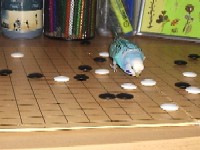 Buba i ne�to svijetlo