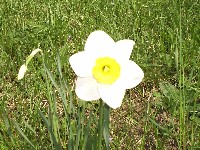 Radost cvijeta �ivotom