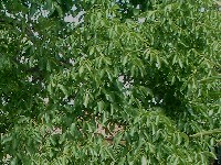 I svaki list je s razlogom ba� takav...