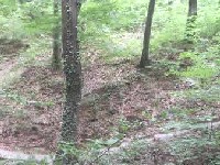 Put kroz �umu na med bregima