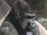 ... kuda li te misao vodi? ...