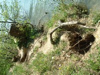 ... �to �ivot zna�i