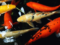 Ribica uplivala u penis!