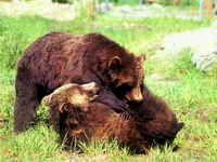 Kanada: Kakve su tamo spolne navike?