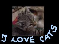 I adore cats...
This is a kitty.