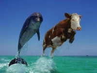 Ovakve prizore vi�at �ete samo u Ku�i kanabisa; stoga se ve� sad pripremajte za slijede�e izbore - tko zna, mo�da ba� Vas �eka stolica Glavnog Rastafarijanca!