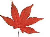 Pogibeljno je igrati fudbal po jesenjem li��u. Okliznu�a i spektakularni padovi su redovna pojava.