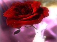 Svim usamljenim �enskim srcima....