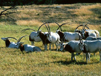 jarchevi, tj divokoze