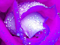 evo i malo ruzichastog na blogu . .:))