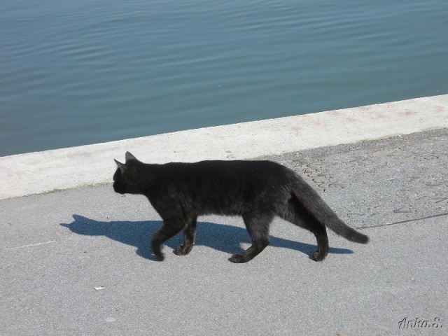 fotografije velikih crnih mokrih maca