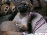 evo slikica psica...za sve one koji vole zivotinjice