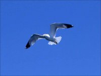 ...slu�an tebe kasko kli�e�, lipo mi je, lipo mi je...