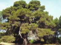 Puno se tajni krije ispod bora...