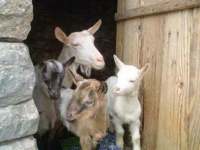 Nisu mogle ove koze na malom otoku...