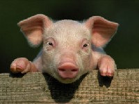 Svi su mukarci svinje, ali teta to nisu svi ovako slatki...
