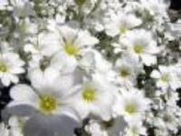 bijelo cvijee