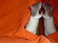 ovo je pe�jak - stakor u prici