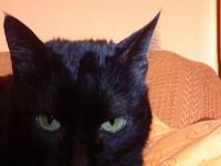 ovo je stara debela macka kad je bila malo mrsavija..