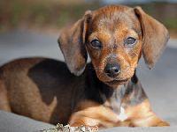 http://cdn-www.dailypuppy.com/media/dogs/anonymous/savannah_mini_dach_01.jpg_w450.jpg